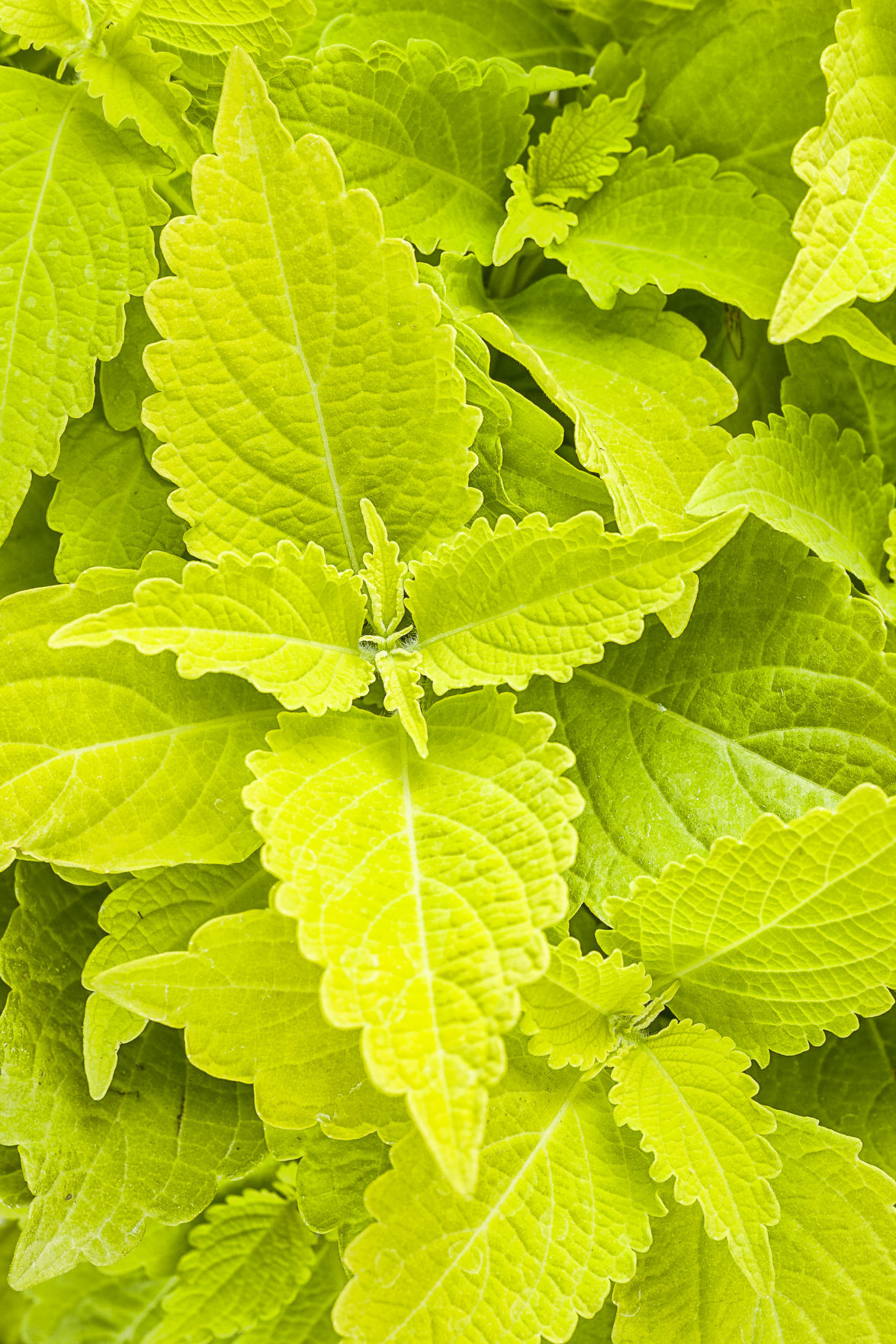coleus_color_blaze_lime_time.jpg